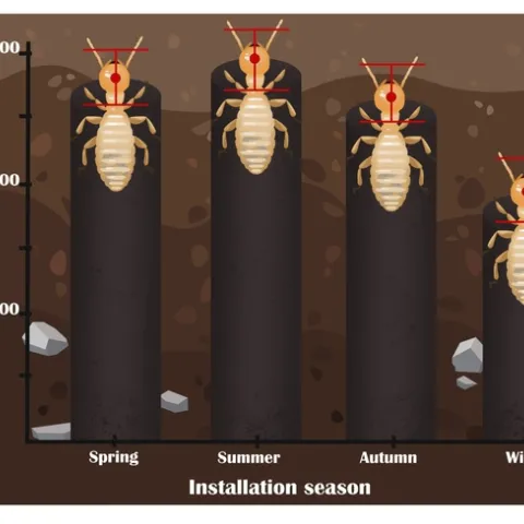 Figure 4. Time required for western subterranean termites to begin consuming baits installed during four different seasons in California’s San Francisco Bay Area. Red points on termite heads represent the average time-to-attack (number of days between installation and first observation of bait consumption). Red bars extending above and below each point represent standard error of the mean. Photo by Casey Hubble, UCCE.