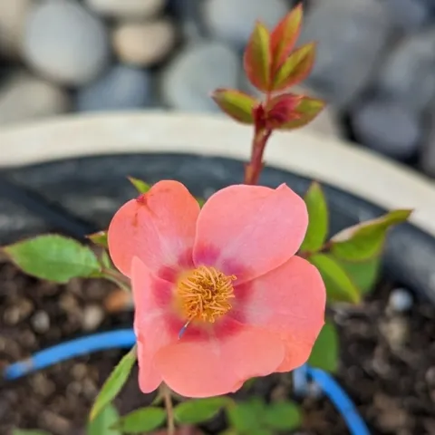 The author produced this specimen from seed.