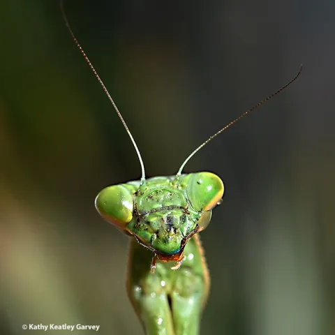 A female praying mantis, Stagmomantis limbata, stares at the photographer. (Photo by Kathy Keatley Garvey)