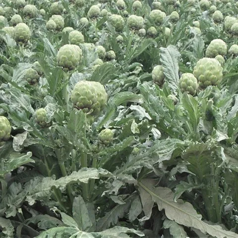 Almost all artichokes sold commercially in the US are grown in California Credit: rawpixel