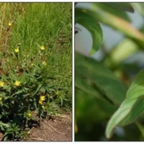 wingedprimrosewillow