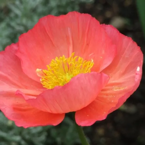 Plant Iceland poppy transplants now for stand-out spring flowers. (Photo: Pxhere)