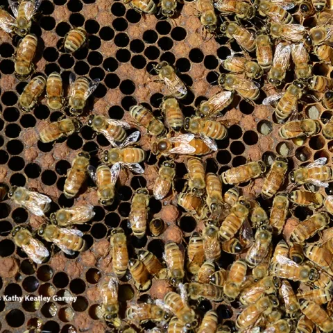 A look inside a bee hive. (Photo by Kathy Keatley Garvey)
