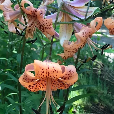 Cindy Watter Tiger Lily in author's back yard