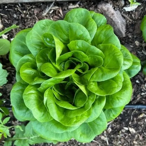 Photo of Butterhead 'Salanova' lettuce