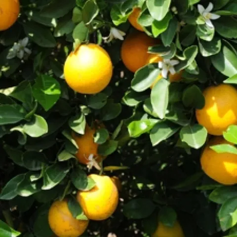 December is the time to begin enjoying your home-grown citrus. (Photo: USDA)