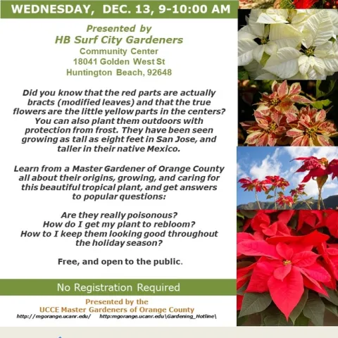 Heightened Beauty: Exploring Poinsettias with a Master Gardener - Tips, Tricks, and Origins.
