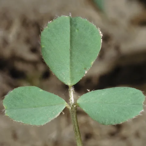 Healthy alfalfa seedling showing 3 leaves