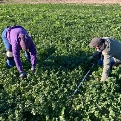 Liz Harper (Colusa RCD) y Gerry Hernández (UCCE de Colusa) recolectan información sobre las parcelas de cultivos de cubiertas vegetales.