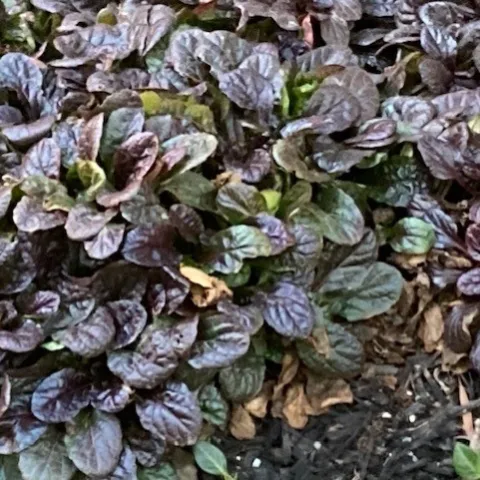 Black scallop bugleweed. photos by Michelle Davis
