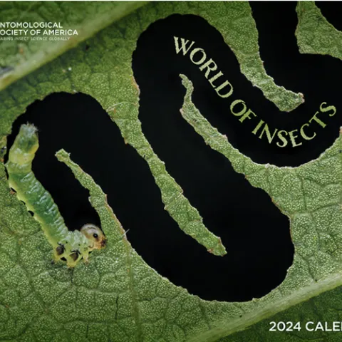 This image of the larva of an elm zigzag fly appears on the cover of the 2024 Entomological Society of America calendar. (Photo by Christian Brockes of Germany)
