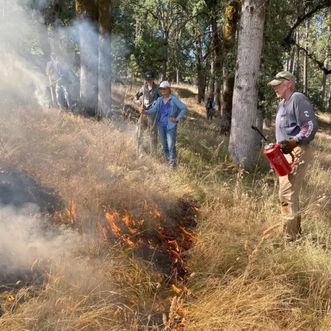 Lighting a prescribed fire to control barb goatgrass