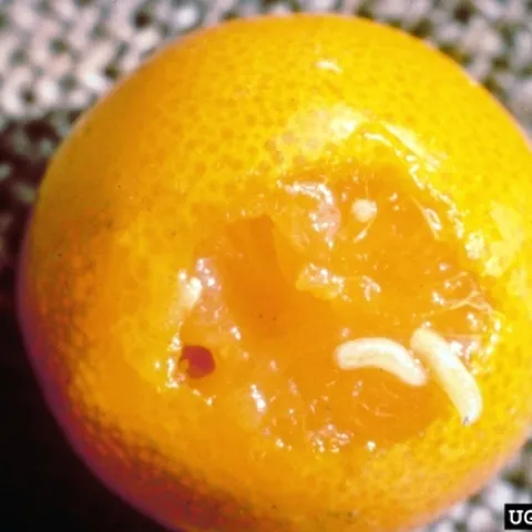 White fruit fly maggots feeding on the flesh inside of a citrus fruit.