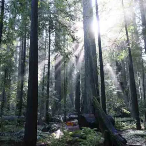The winter sun is much lower than in summer, as seen in this November photo of redwoods. Laura Lukes