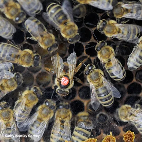 Queen bee laying an egg. A honey bee egg weighs about 0.1 mg, according to the late Extension apiculturist emeritus Eric Mussen, UC Davis Department of Entomology and Nematology. (Photo by Kathy Keatley Garvey)