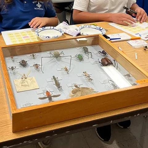 Students answer "Bug Bingo" questions. Specimens from the Bohart Museum of Entomology are in the foreground.