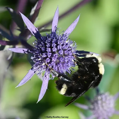 A yellow-faced bumble bee, Bombus vosnesenskii, forages on Eryngium amethystinum, a genus that belongs to the carrot family, Apiaceae. (Photo by Kathy Keatley Garvey)