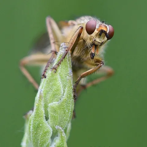A golden dung fly, Scathophaga stercoraria, peers at the photographer. (Photo by Kathy Keatley Garvey)
