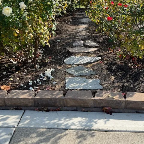 Creating a garden path allows access to maintain these roses.