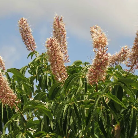 Buckeye in upper Bidwell Park. Jeanette Alosi