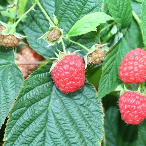 Red raspberries growing on a bush.