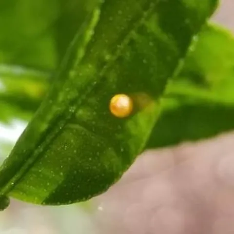 insect egg on citrus leaf