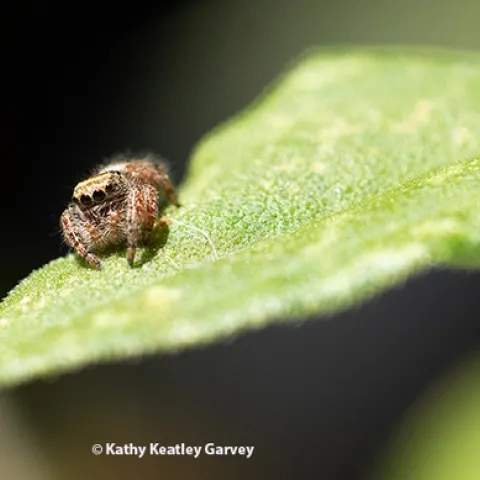 A jumping spider eyes the photographer. (Photo by Kathy Keatley Garvey)
