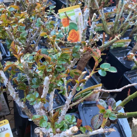 January is time to plant roses. (Photos: Jeannette Warnert)