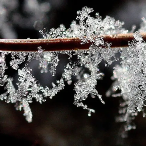 Frost on a pine needle by Lida Rose is licensed under CC BY-ND 2.0.