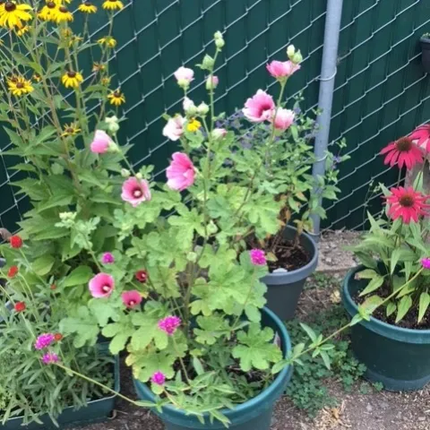 Halo apricot. photos by Heather Hamilton