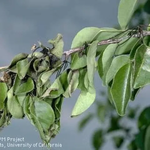 Prune out shoots and branches that show symptoms of fire blight infection. (Photo: UC IPM)