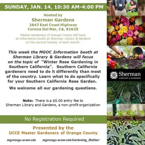 Garden Chat: Your Winter Rose Guide – MGOC Information Booth