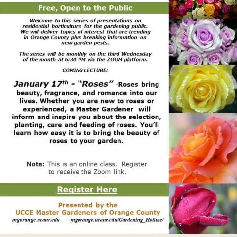 Garden Enchantment: 'Roses' Edition - A 'Wednesdays With A Master Gardener' Exclusive