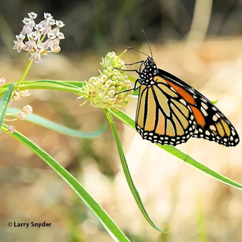 This is one of the images of monarchs that Davis resident Larry Snyder took at the North Davis Channel.