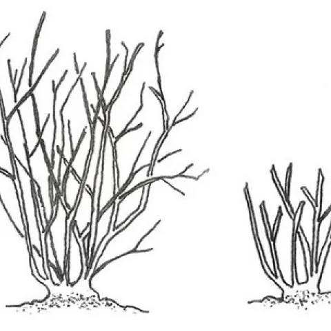 Diagram of before and after rose pruning