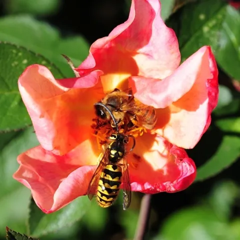 A honey bee and a Western yellowjacket meet on a rose at a UC Davis bee garden. Both are pollinators. (Photo by Kathy Keatley Garvey)