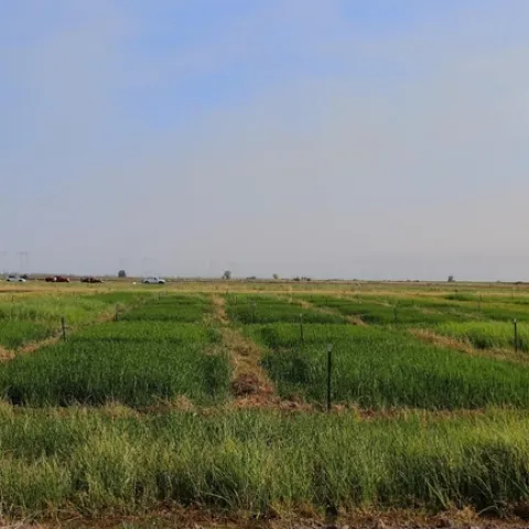 Figure 2. Zembu treated rice plots in 2021. The distinct dark green rice leaves are observed in the Zembu treated plots. The plots with the lighter green are the nontreated and demonstrate the weed pressure in the field.