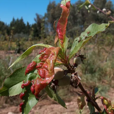 Spray peach and nectarine trees with an organic copper-based material before bud swell and bud break to prevent the later development of peach leaf curl, shown above. The product is available at nurseries and home stores. (Photo: Wikimedia Commons)