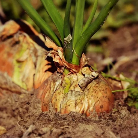 onion-3706937 1280 Pixabay