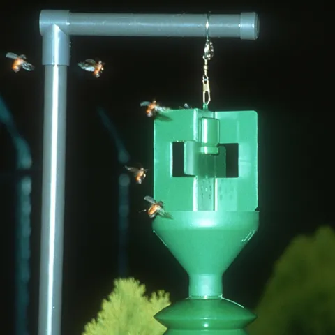Male large black chafer beetles, Holotrichia parallela, flying toward a synthetic sex pheromone (in traps). (Photo courtesy of the Walter Leal lab)
