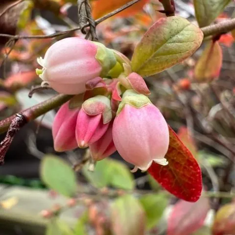 Blueberry buds.