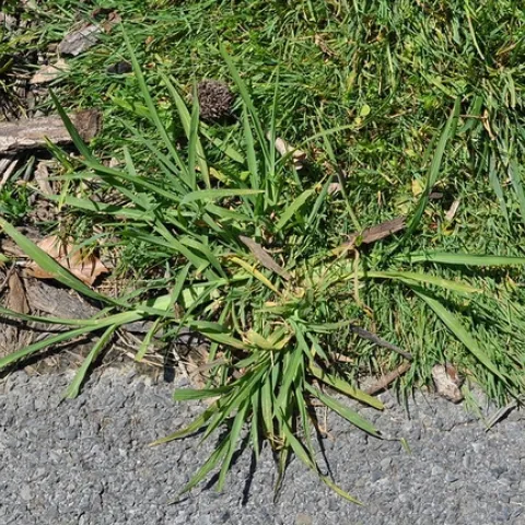 Clumps of crabgrass are unsightly in a uniform lawn. (Photo: NY State IPM Program at Cornell)