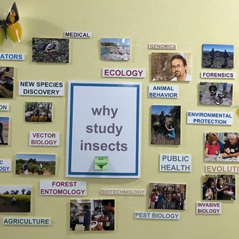 A poster outside the Bohart Museum of Entomology, located in the Academic Surge Building, 455 Crocker Lane, UC Davis. (Photo by Kathy Keatley Garvey)