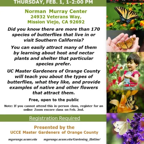 Discover Butterfly Secrets: 'Gardening for Butterflies' - RSVP for Free & Open Event