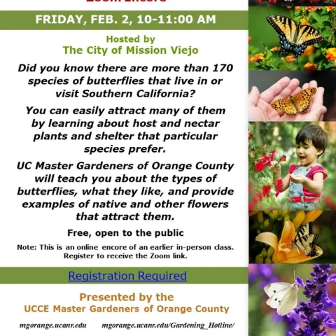 Explore Butterfly Magic: 'Gardening for Butterflies' - Reserve Your Spot on Zoom Today