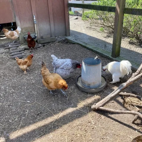 Six chickens feed outdoors in a chicken coop at Elkus Ranch.