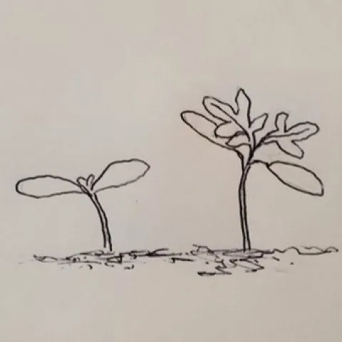 Drawing of a cotyledon