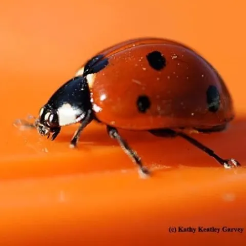 A portrait of a lady beetle, aka ladybug. (Photo by Kathy Keatley Garvey)