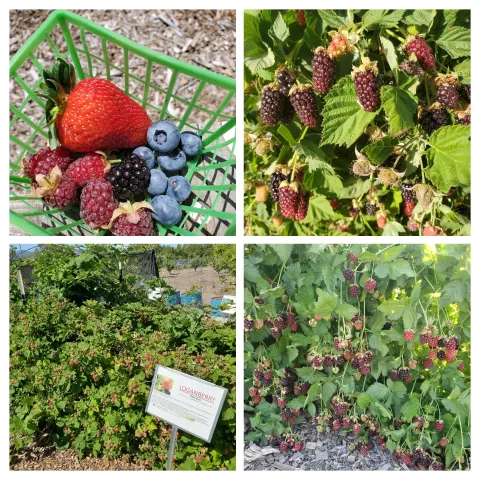 Berry Montage 2023-06 MCP Jim Bell