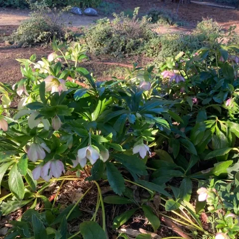Plant perennial Lenten roses now in areas that get some some shade to enjoy blooms in late winter each year. (Photo: Jeannette Warnert)